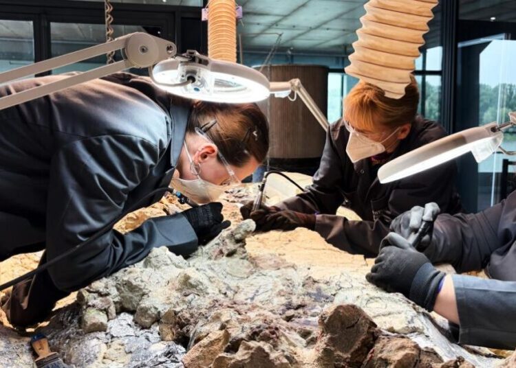 2,000 volunteers join a painstaking effort to restore massive skeleton of prehistoric predator