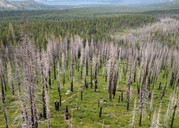 ‘I’d rather my house burn down than get cancer’: Herbicide use upends California’s fight to save forests