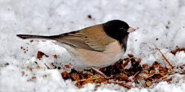 Some birds defy overall plunge in bird numbers
