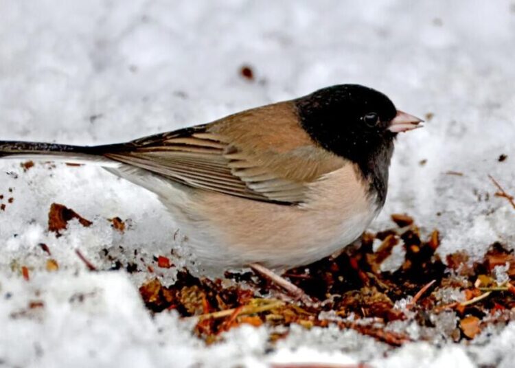 Some birds defy overall plunge in bird numbers