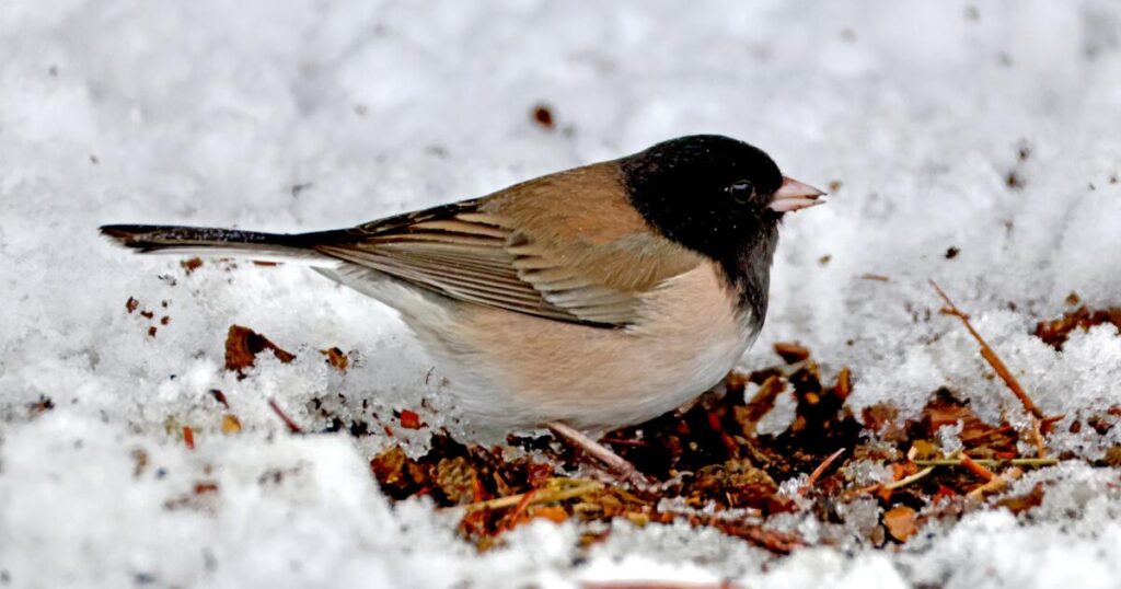 Some birds defy overall plunge in bird numbers