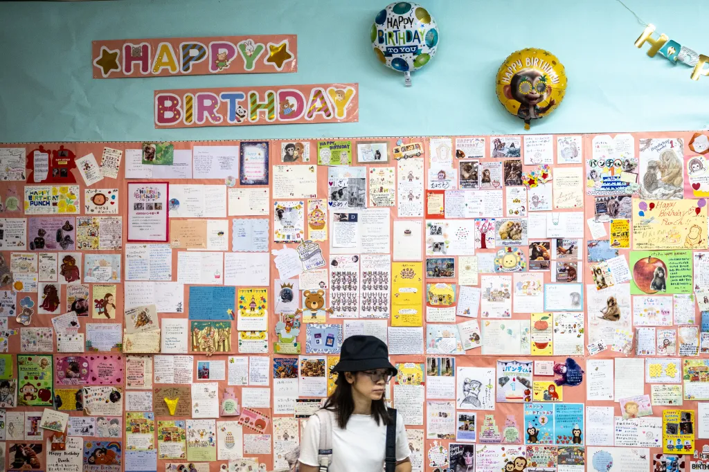 A person stands in front of a wall covered in birthday messages for Punch, a Japanese macaque monkey, at Ichikawa City Zoo.