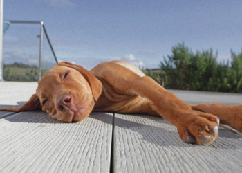 Why Your Dog Sunbathes Even When It’s Dangerously Hot, and the Warning Signs They’re Overheating