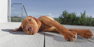 Why Your Dog Sunbathes Even When It’s Dangerously Hot, and the Warning Signs They’re Overheating