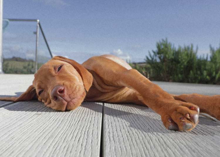 Why Your Dog Sunbathes Even When It’s Dangerously Hot, and the Warning Signs They’re Overheating