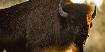 Yellowstone Bison Launches 65-Year-Old Man Into the Air in Unbelievable Video