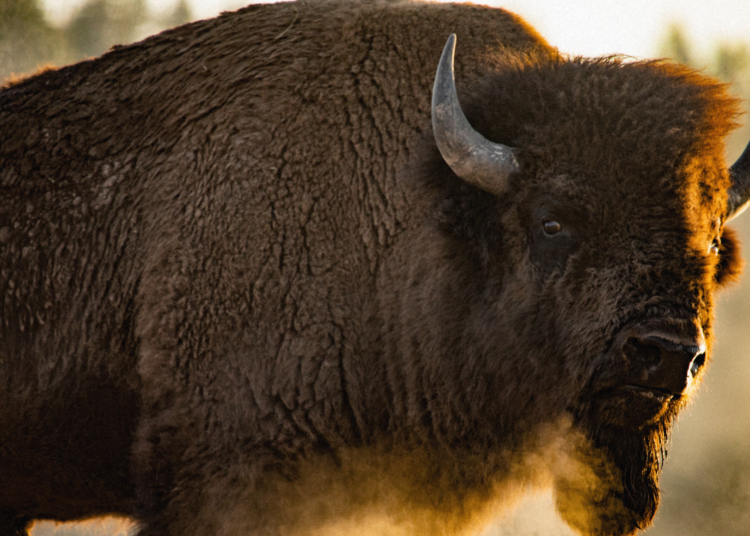 Yellowstone Bison Launches 65-Year-Old Man Into the Air in Unbelievable Video