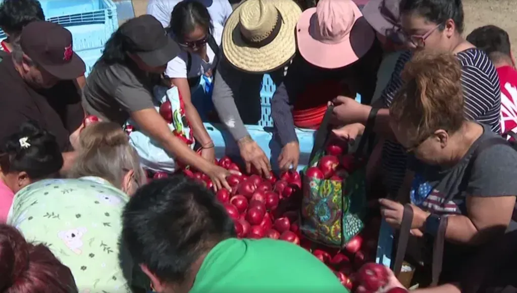 People gather to pick up free nectarines from a large pile.