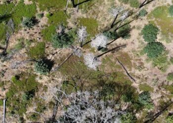 Bigger, Hotter Fires Are Slowly Erasing America’s Great Forests