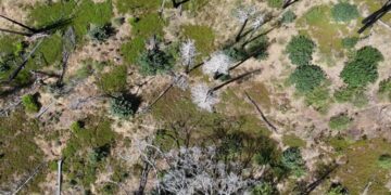 Bigger, Hotter Fires Are Slowly Erasing America’s Great Forests
