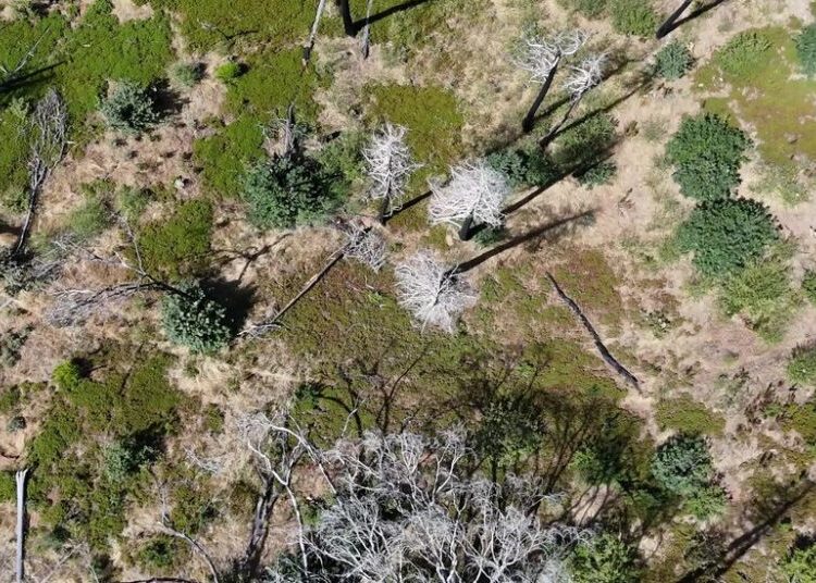 Bigger, Hotter Fires Are Slowly Erasing America’s Great Forests
