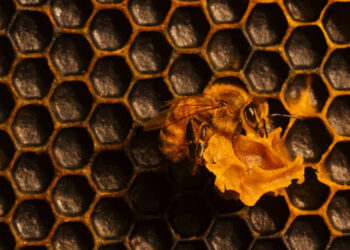 Honey, Call the Bee Vet!