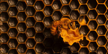Honey, Call the Bee Vet!