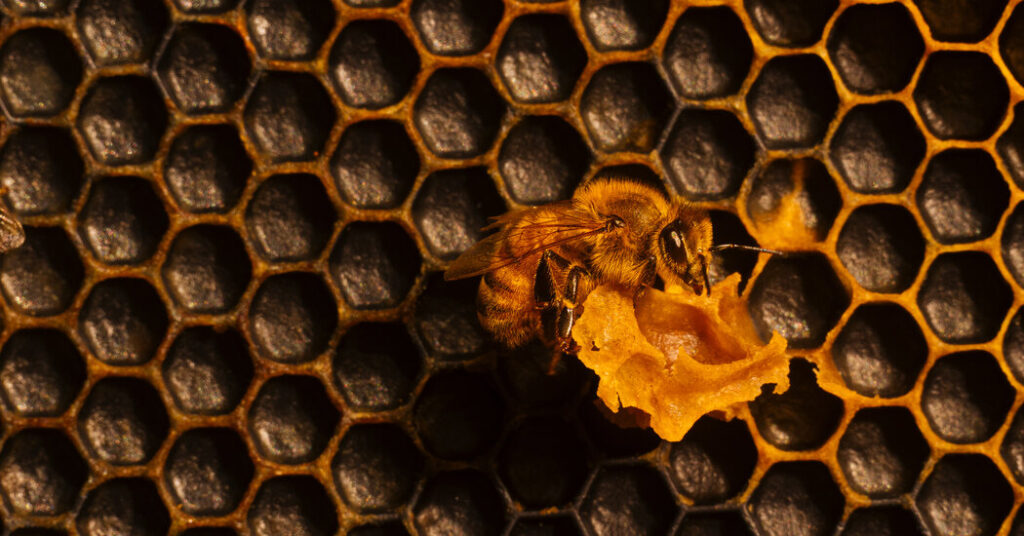 Honey, Call the Bee Vet!