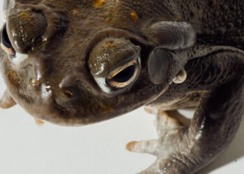 Toad-Laced Psychopathy Is One Hell of a Drug