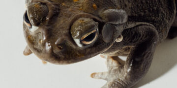 Toad-Laced Psychopathy Is One Hell of a Drug