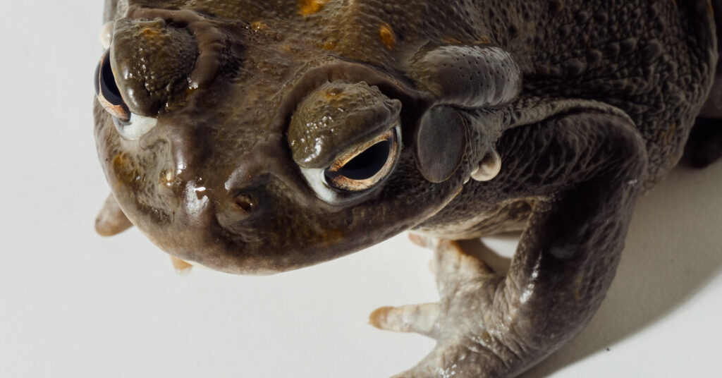 Toad-Laced Psychopathy Is One Hell of a Drug