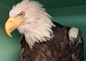 Jackie, Bald Eagle in California Who Became Livestream Star, Is Dead