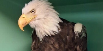 Jackie, Bald Eagle in California Who Became Livestream Star, Is Dead