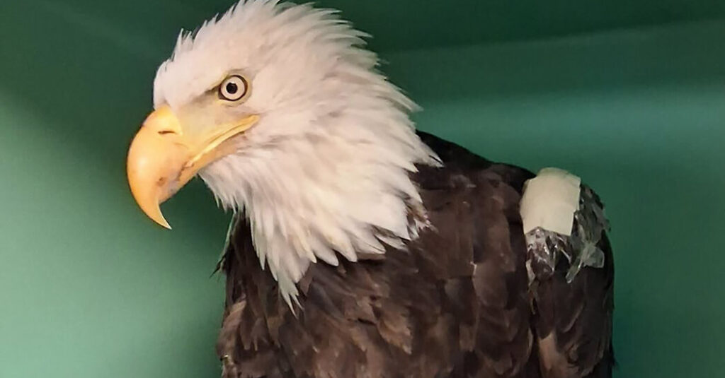 Jackie, Bald Eagle in California Who Became Livestream Star, Is Dead