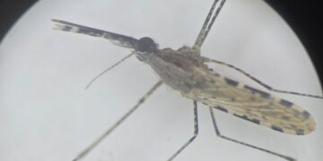An Invasive Mosquito Is Spreading With Alarming Speed, Threatening Africa’s Cities