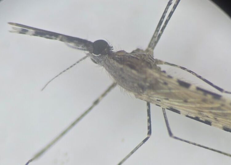 An Invasive Mosquito Is Spreading With Alarming Speed, Threatening Africa’s Cities