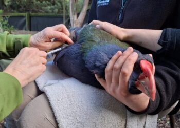 New Zealand Is Racing to Vaccinate Its Endangered Birds Against Avian Flu