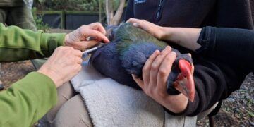 New Zealand Is Racing to Vaccinate Its Endangered Birds Against Avian Flu