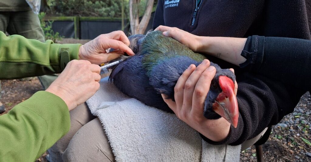 New Zealand Is Racing to Vaccinate Its Endangered Birds Against Avian Flu