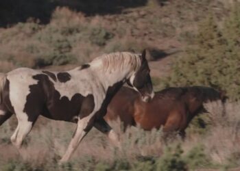 Under Trump, Protected Wild Horses Are Going to Slaughter