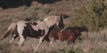 Under Trump, Protected Wild Horses Are Going to Slaughter