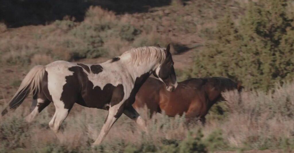 Under Trump, Protected Wild Horses Are Going to Slaughter