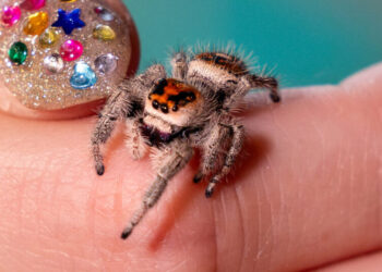 You Hate Spiders. You’ll Love Harry.