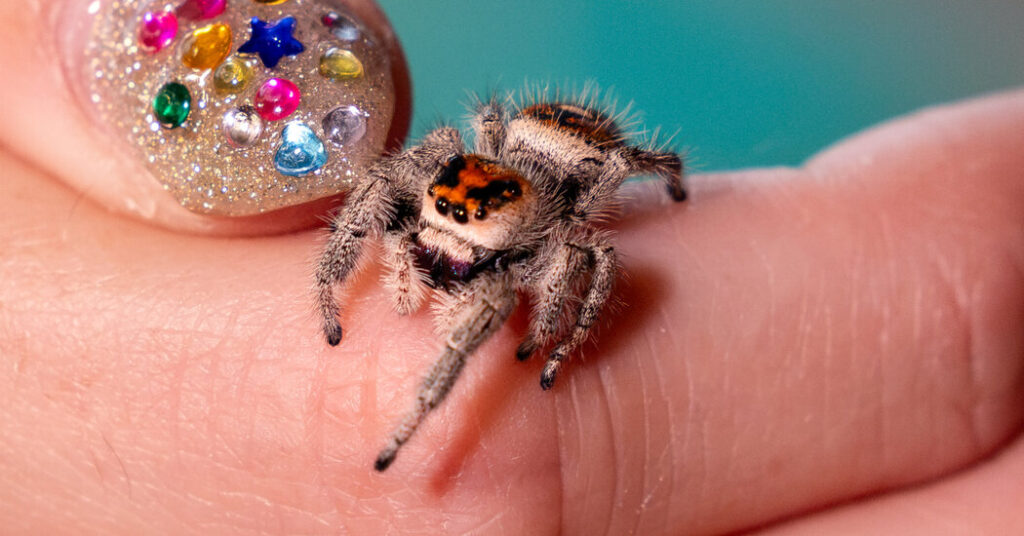 You Hate Spiders. You’ll Love Harry.