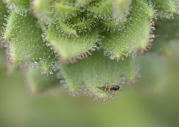 Darwin Was Right: These Plants Are Carnivores