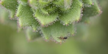 Darwin Was Right: These Plants Are Carnivores