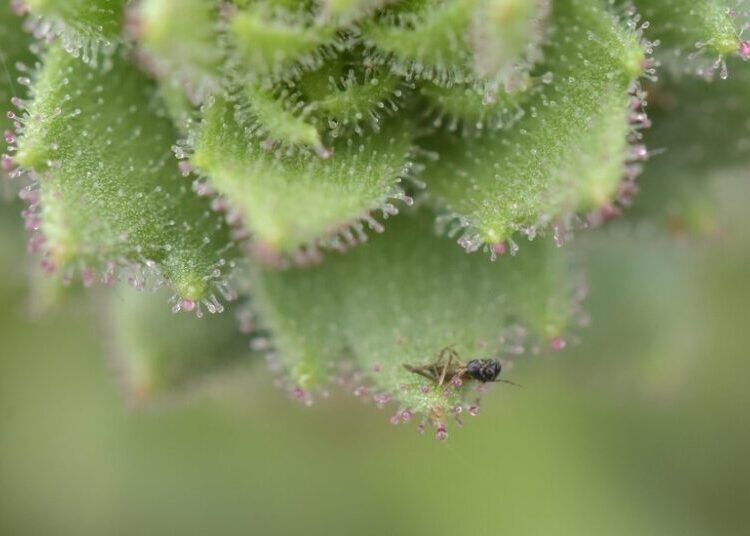 Darwin Was Right: These Plants Are Carnivores