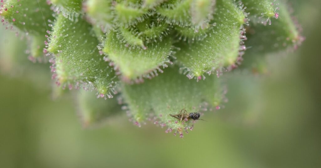 Darwin Was Right: These Plants Are Carnivores