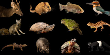 100 Animals and Plants Just Got Some Much-Needed Help