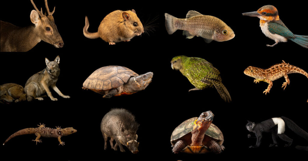 100 Animals and Plants Just Got Some Much-Needed Help