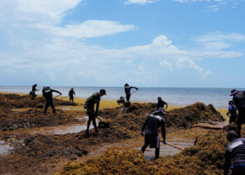 Mexico Declares War on Stinky Seaweed