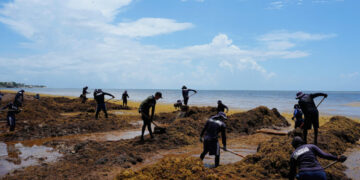 Mexico Declares War on Stinky Seaweed