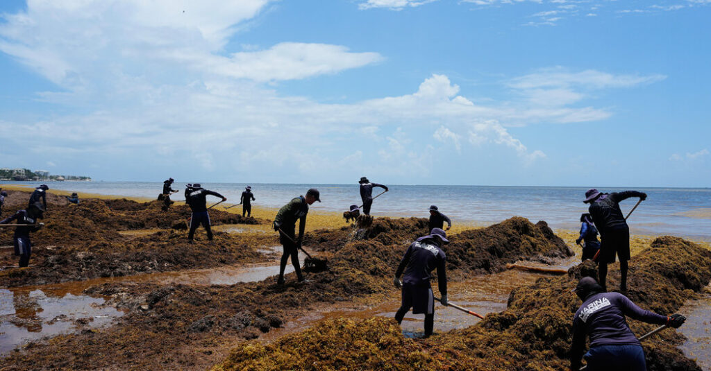 Mexico Declares War on Stinky Seaweed