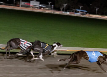 New Zealand Has Ended Greyhound Racing. Now It Has to Manage the Aftermath.