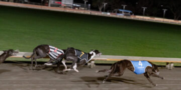 New Zealand Has Ended Greyhound Racing. Now It Has to Manage the Aftermath.