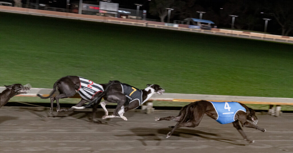 New Zealand Has Ended Greyhound Racing. Now It Has to Manage the Aftermath.