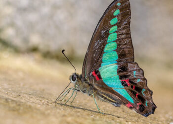 Butterflies Take Flight in Face of Climate Change and Extreme Weather