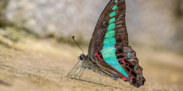 Butterflies Take Flight in Face of Climate Change and Extreme Weather