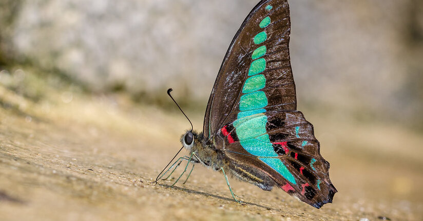 Butterflies Take Flight in Face of Climate Change and Extreme Weather