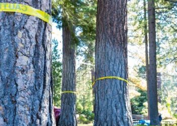 Someone Is Poisoning Trees Near Lake Tahoe